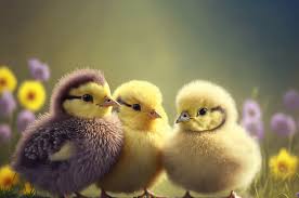 Farm Animals