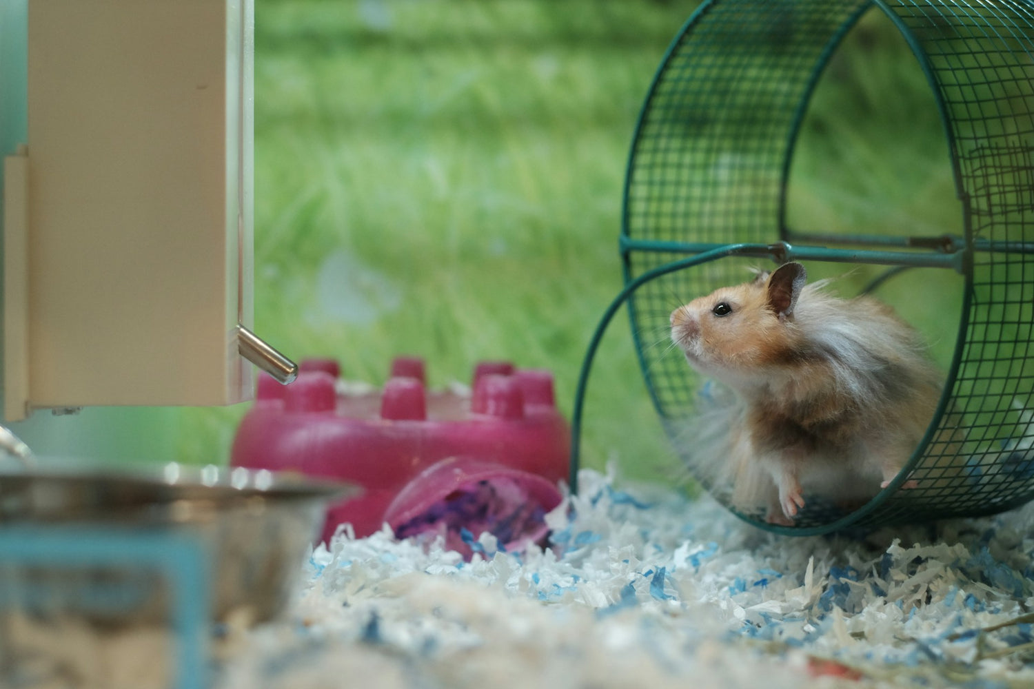 Gerbils