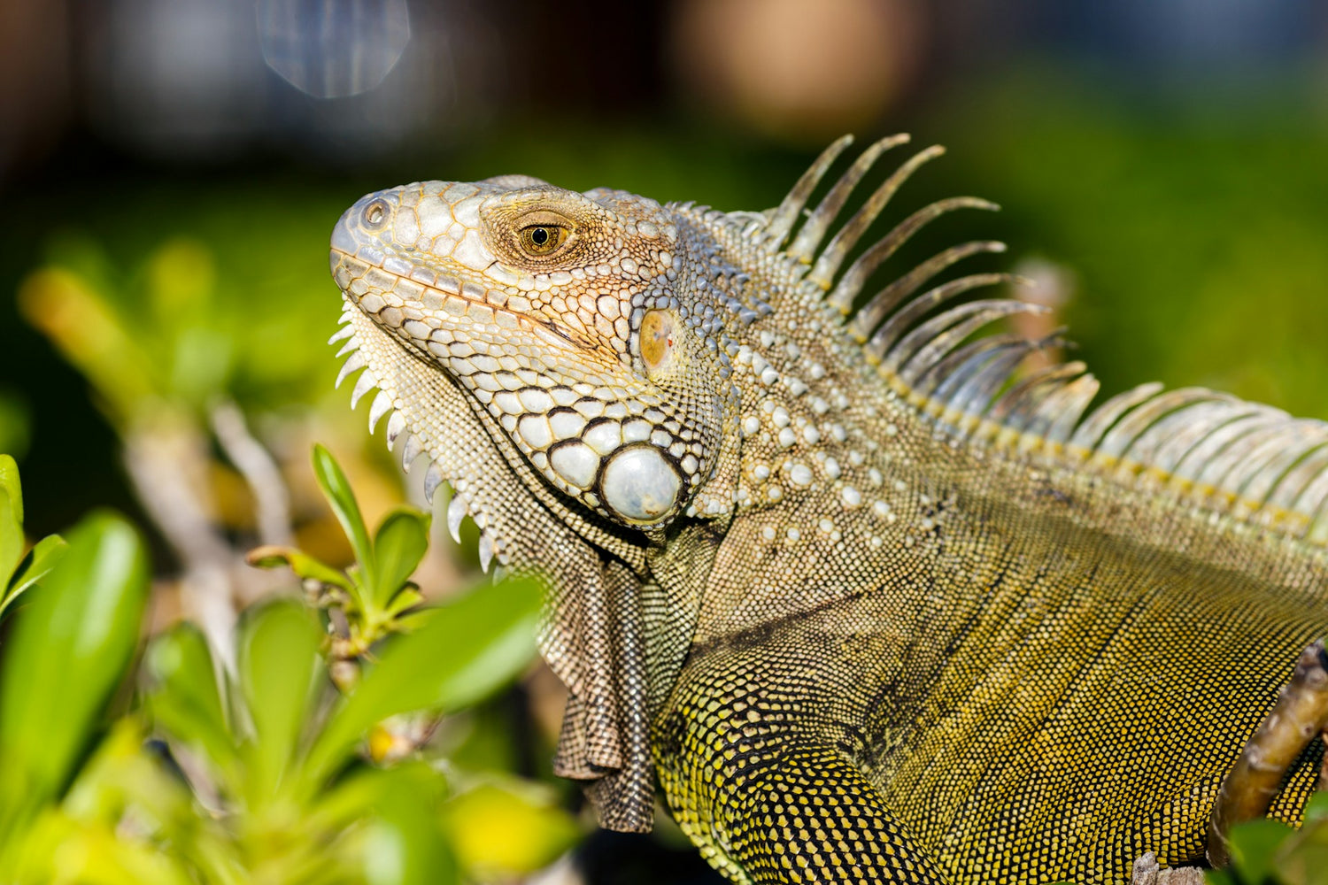 Reptiles